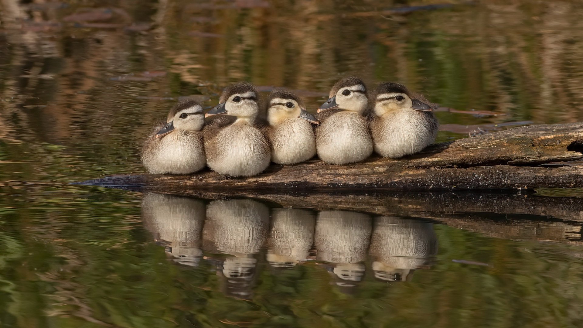 雷火电竞简介-在亿万目光的引力场中，他正将我们熟悉的足球拖向一个未知而璀璨的星域—今夜，贝林厄姆就是那颗新生的超新星