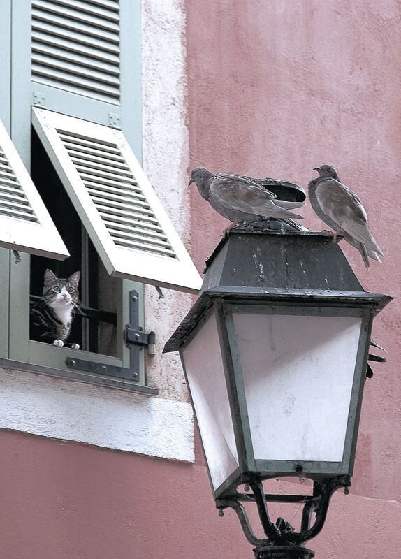 唯一能在东契奇手中夺取唯一的球队