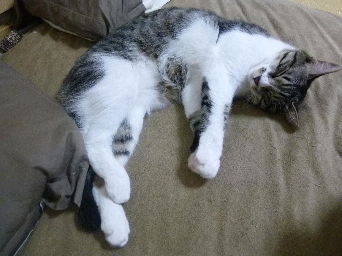 雷火电竞下载-亚特兰大防线前的亚洲魔术师，久保建英一球定音，阿尔及利亚饮恨夜