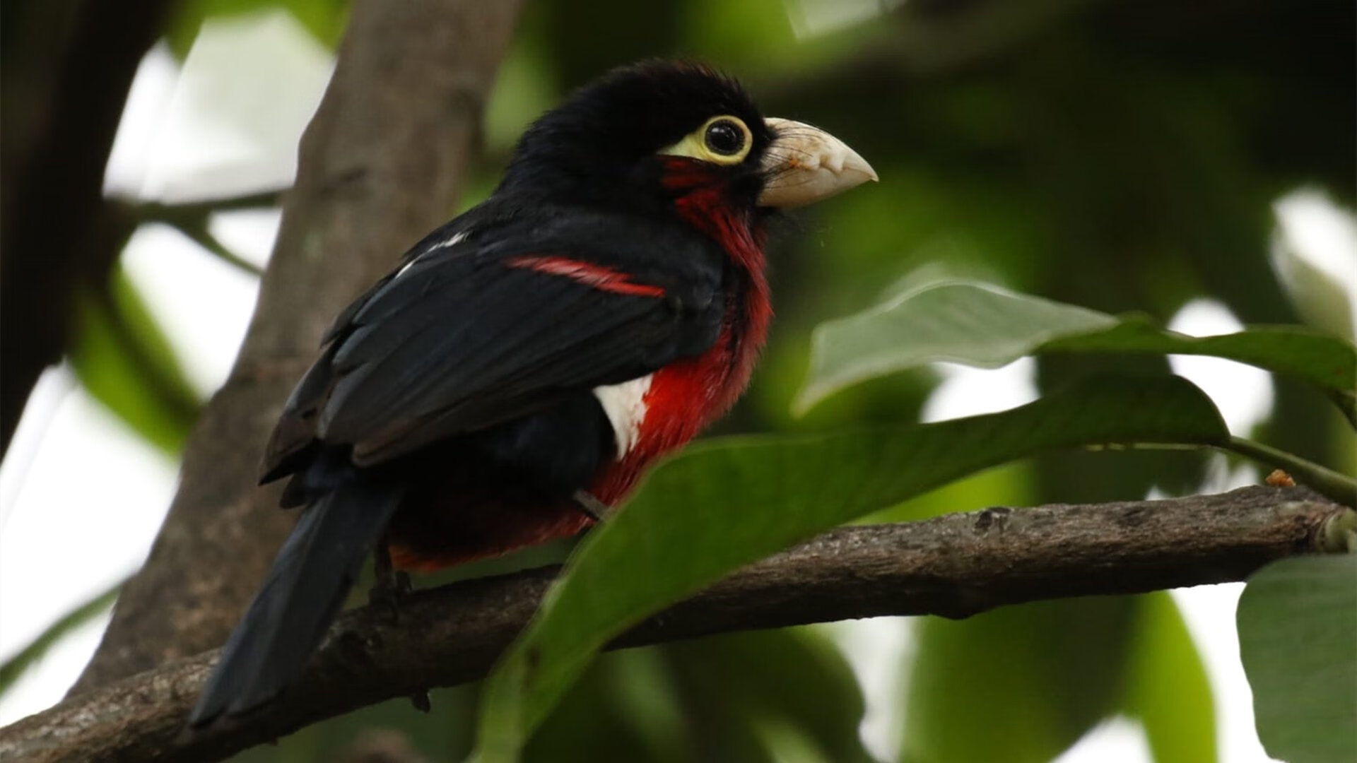 雷火电竞入驻-杜兰特49分震烁球场，湖人却让他成了最悲壮的孤岛