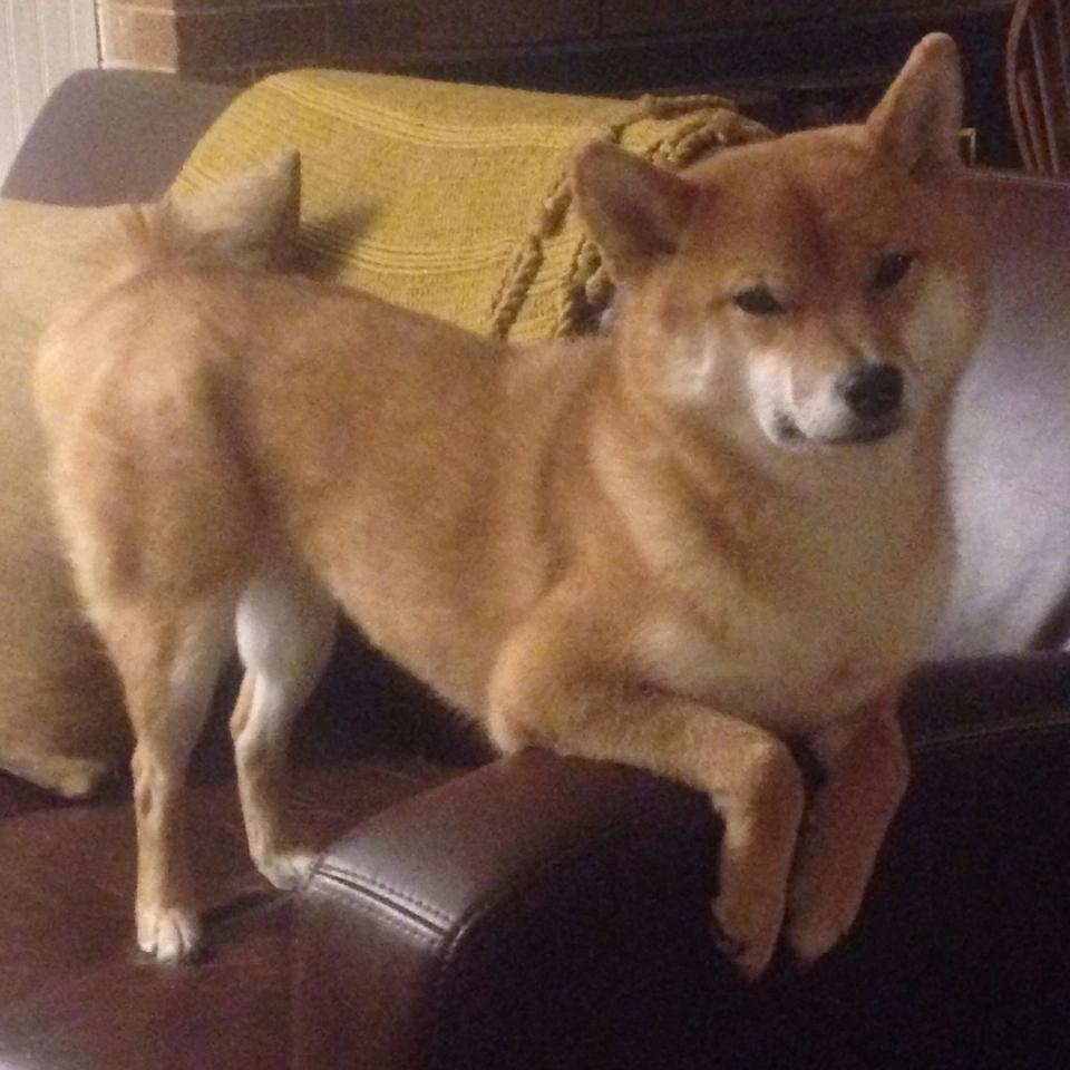 赛场之上，他是唯一的神，范弗利特于F1年度争冠之夜的绝对掌控