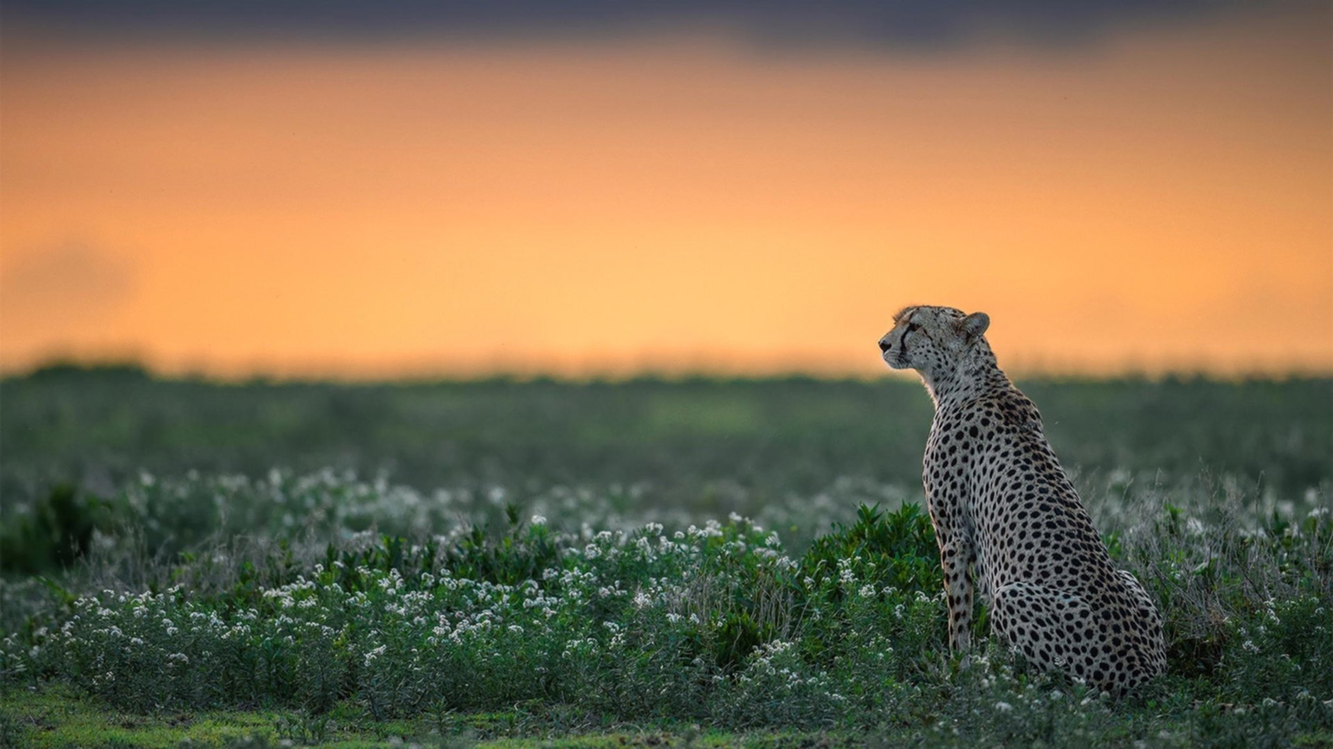跨洋对决！伦纳德爆砍38分统治攻防，尼克斯加时鏖战力克山西队