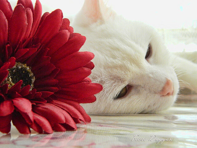 公牛轰倒奥兰多,恩比德末节13分接管悬念