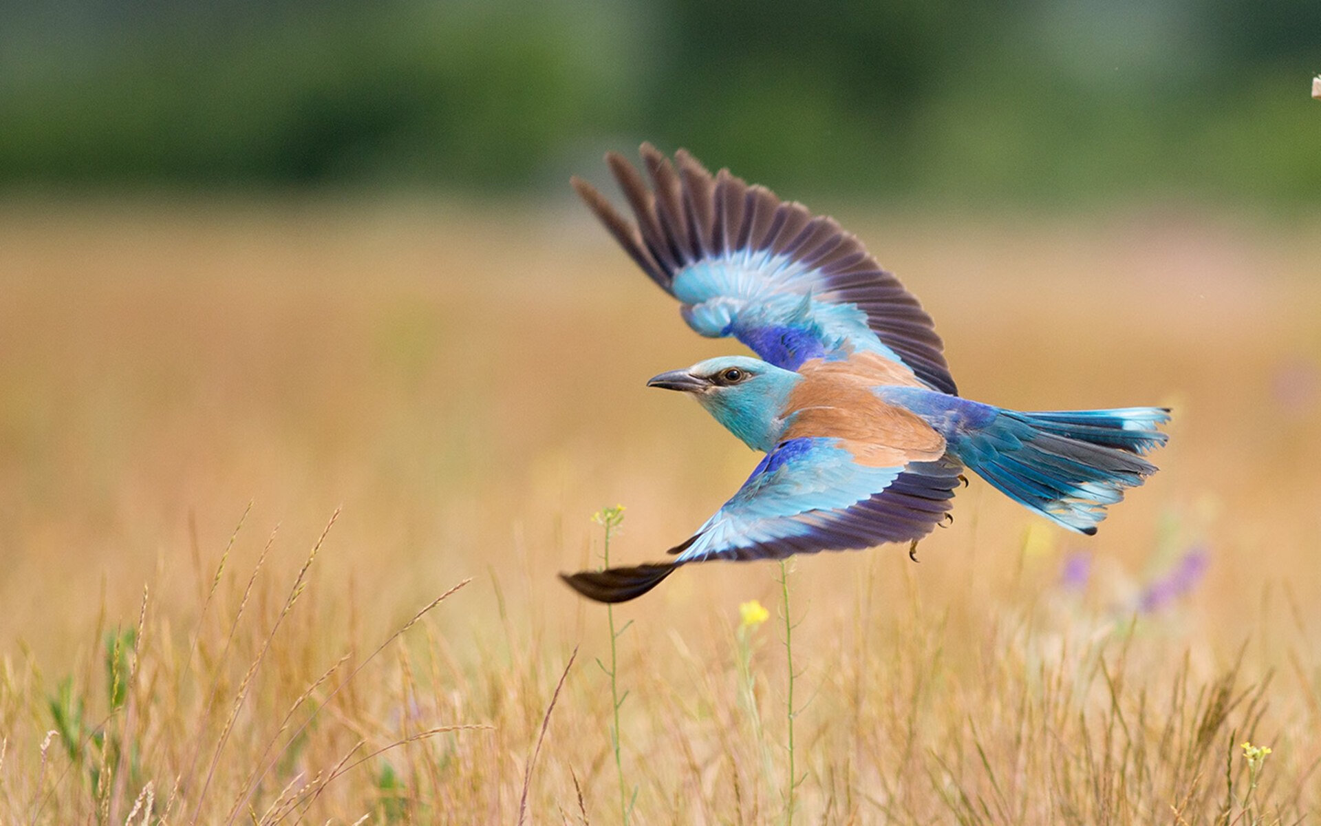 新秩序降临欧冠，旧王梅西点石成金，皇家社会掀翻意甲卫冕冠军那不勒斯