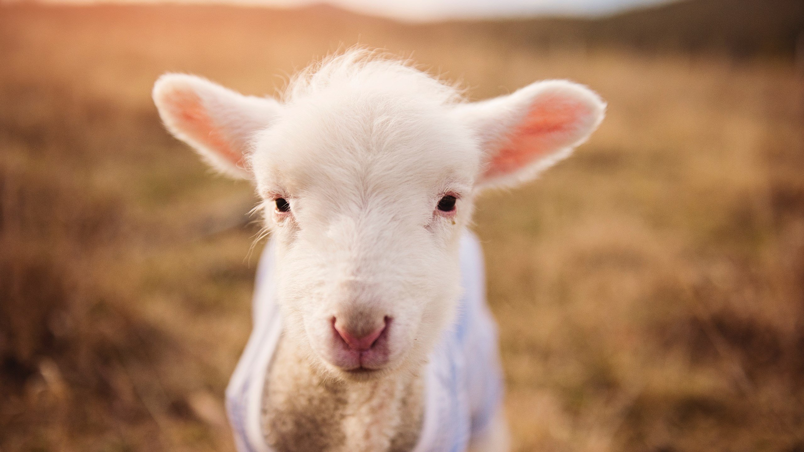 雷火电竞亚洲先驱-刻度与信仰，德里赫特在欧冠淘汰赛之夜的唯一性
