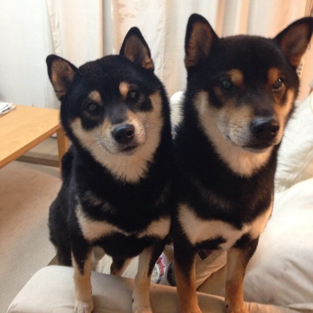 双重奏,那不勒斯粉碎勒沃库森神话,莫德里奇戴上关键先生袖标